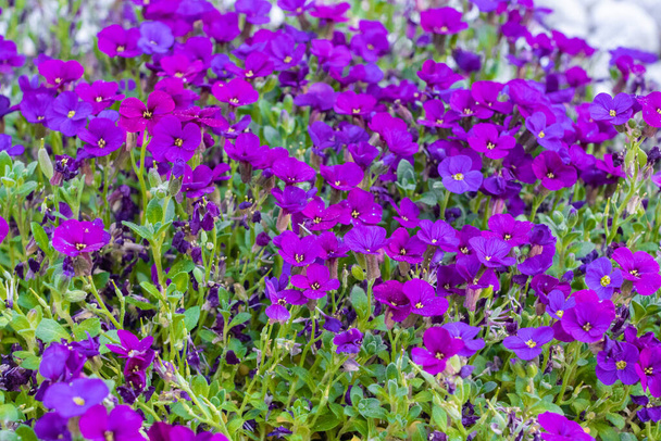 Piękna purpurowa rzeżucha w skale - Zdjęcie, obraz