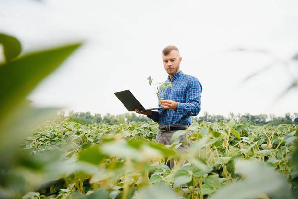 Agronomist inspecting soya bean crops growing in the farm field. Agriculture production concept. young agronomist examines soybean crop on field in summer. Farmer on soybean field - Foto, Imagen