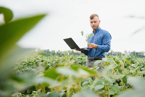 Agronomist inspecting soya bean crops growing in the farm field. Agriculture production concept. young agronomist examines soybean crop on field in summer. Farmer on soybean field - Foto, Imagen