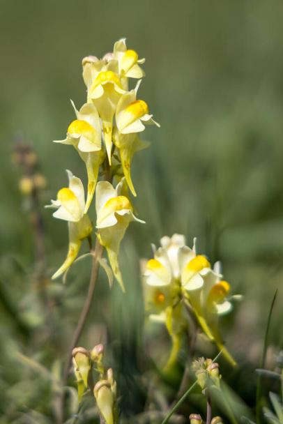 Butter and Eggs (Linaria vulgaris Mill.) growing on the South Downs near Alfriston, East Sussex - Photo, Image
