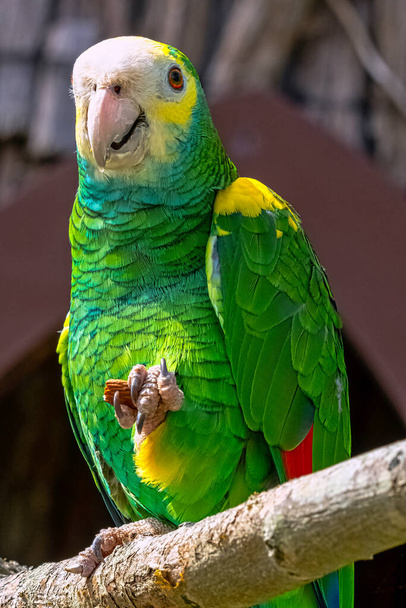 Amazone à tête jaune perroquet (Amazona oratrix) - Photo, image