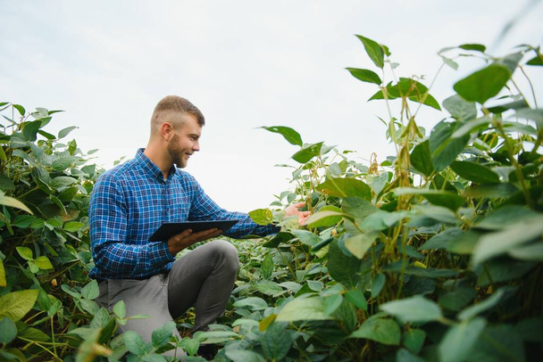Farmer or agronomist examining green soybean plant in field - Fotó, kép