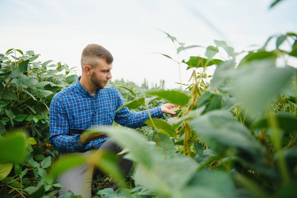 Farmer or agronomist examining green soybean plant in field - Foto, Bild
