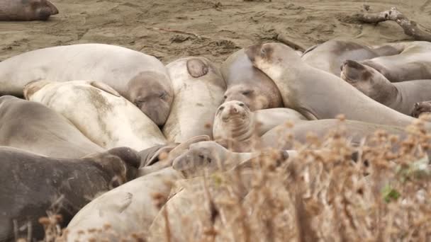 Simpatiche foche elefante pigre sulla spiaggia sabbiosa dell'oceano Pacifico a San Simeon, California, USA. Grasso imbarazzante mirounga leoni marini senza orecchie con insolita proboscide ruggente. Alpha maschio giocoso comportamento riproduttivo - Filmati, video