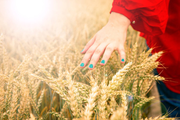 Woman hand is touching golden wheat ears, sunrise background - Photo, Image