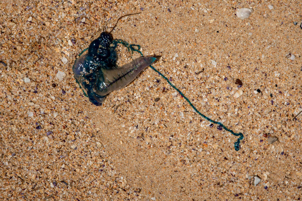 Медузи з пляжу з отруйними щупальцями змиті на піщаному пляжі в Австралії. - Фото, зображення
