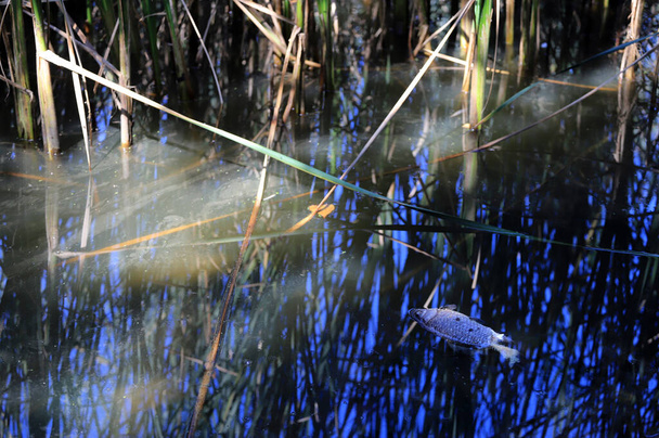 Dode vis in een meer met een hartvormig blad boven zijn kop - Foto, afbeelding