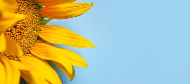 Beautiful fresh yellow sunflower macro shooting. Sunflower blooming Close-up. Sunflower on blue sky background. Flower card wallpaper. Harvest time, agriculture, farming. Yellow flower petals seeds - Photo, Image