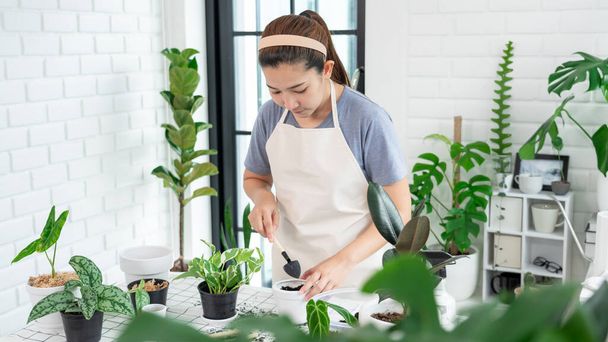 Mladá asijská žena zahradník v ležérní oblečení péče a stříkání pro dům květináče na bílém dřevěném stole, koncepce domácí zahrady a stylový interiér se spoustou rostlin - Fotografie, Obrázek