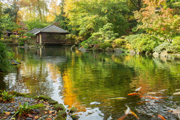 Amazing scene with KOI carps in water in japanese garden in Kaiserslautern at autumn . Sunny day at autumn  in Germany - Fotoğraf, Görsel
