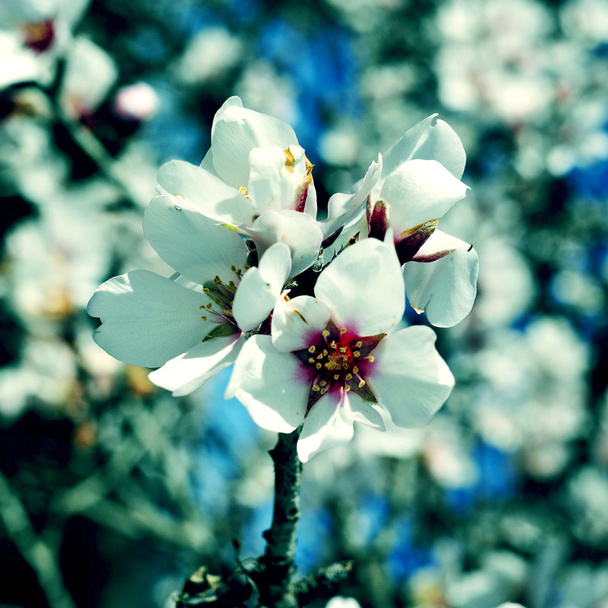 migdałowy kwiaty - Zdjęcie, obraz