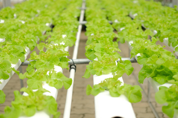 warzywa sałatowe rosnące w szkółce roślin w gospodarstwie hydroponicznym. przemysł spożywczy i rolniczy - Zdjęcie, obraz
