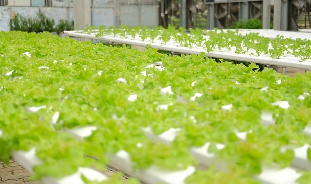 овощи салата, выращиваемые в питомнике растений на гидропонике. пищевая и сельскохозяйственная промышленность - Фото, изображение