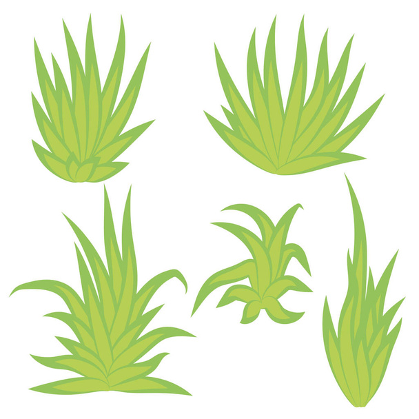 Aloe vera, succulent plant, flower set isolated on white background. Vector illustration. - Vector, Image