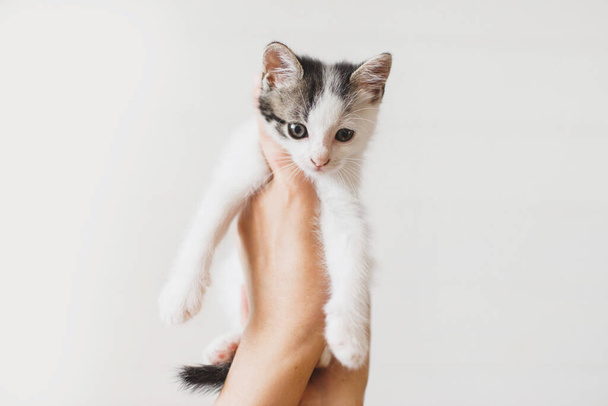 Beyaz arka planda küçük sevimli bir kedi yavrusu. Beyaz ve gri kedi yavrusunu tutan kadın elleri. Yeni evde tüylü bir arkadaş, evlat edinme kavramı - Fotoğraf, Görsel