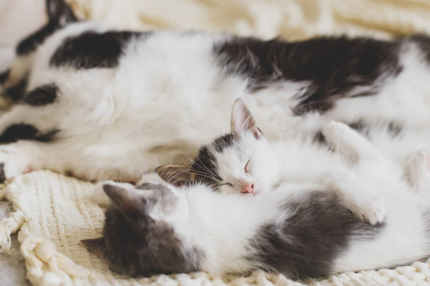 Urocze kociaki śpiące z kotem na miękkim łóżku, słodka futrzasta rodzina. Kot matka spoczywa z dwoma małymi kociakami na wygodnym kocu w pokoju, słodki moment. Koncepcja macierzyństwa i adopcji - Zdjęcie, obraz