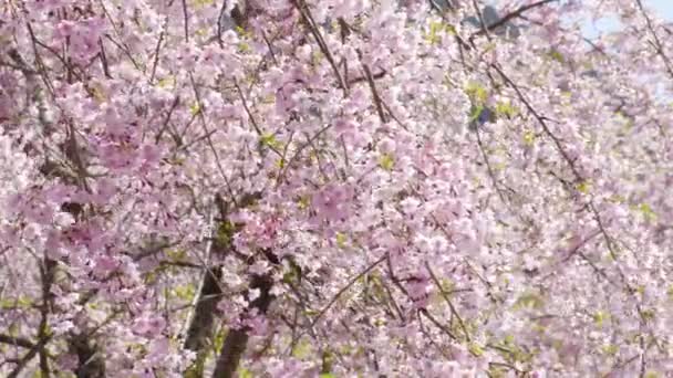 kilátás a síró cseresznyefák - Felvétel, videó