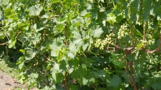 Szőlő fiatal zöld éretlen szőlő. Szőlőfolyosó. A szőlőültetvényen két szőlőbokor és fürtök nőnek. Szőlősorra néző fürtökkel - Felvétel, videó