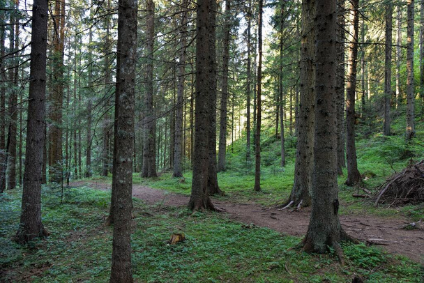HDR фотография дикого леса - Фото, изображение