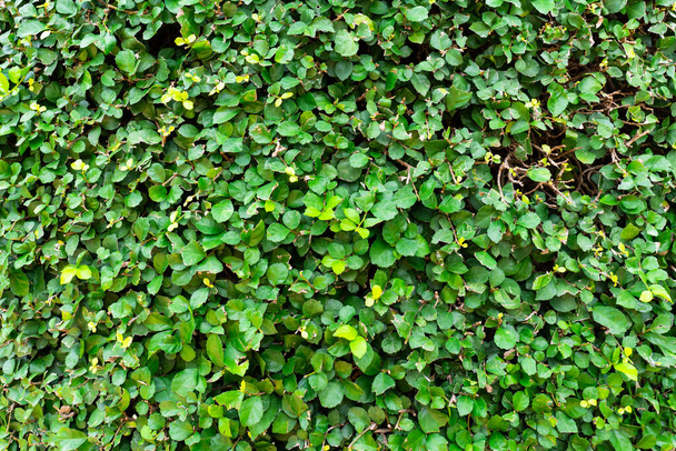 家の緑の植物の壁。背景概念 - 写真・画像