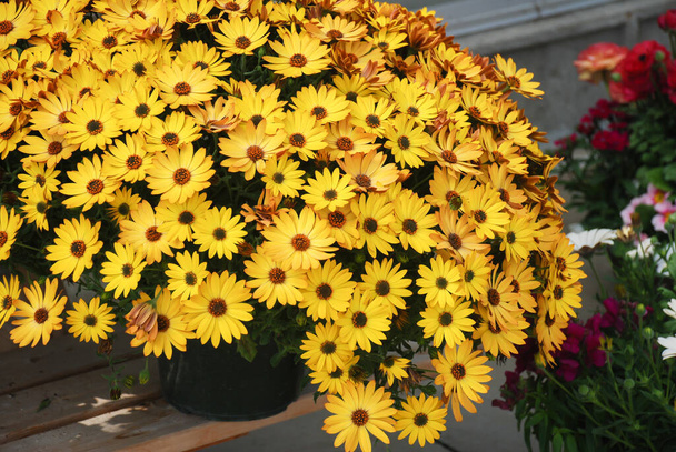 Keltainen osteospermum tai dimorphotheca kukkia kukkapenkkiin, Keltaiset kukat - Valokuva, kuva