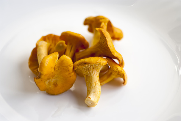 Chanterelle mushrooms - Photo, Image