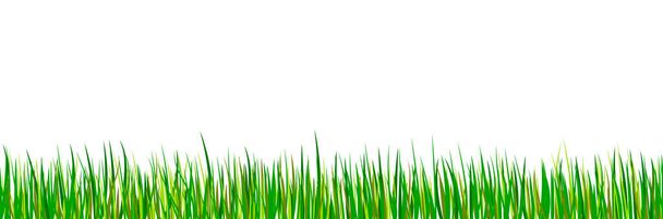 Bordure verte en herbe sans couture. Prairie forestière printanière isolée sur fond blanc. Paysage estival. Illustration vectorielle.   - Vecteur, image