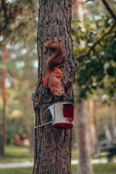Piękna czerwona wiewiórka siedzi na drzewie sosnowym w pobliżu karmnika i je. Zamknij drzwi. Park sosnowy. - Zdjęcie, obraz
