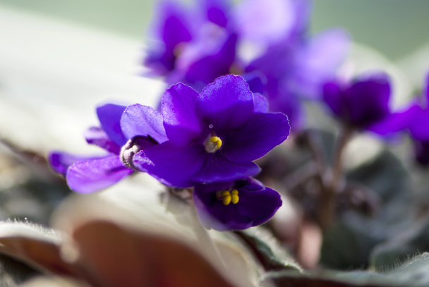 Roxo Africano violeta macro tiro
 - Foto, Imagem