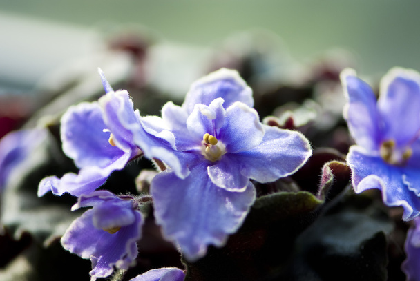 Violetti afrikkalainen violetti makro ammuttu
 - Valokuva, kuva