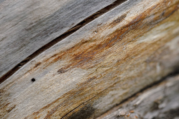Abstract background of old cracked tree trunk. Closeup topview for artworks. - 写真・画像