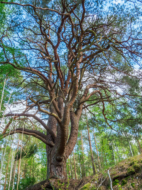 Vista ad ampio angolo di un pino ampiamente ramificato (lat: Pinus) nel Brandeburgo in una foresta tra giovani alberi dalla prospettiva di una rana con un cielo blu con singole nuvole bianche. - Foto, immagini