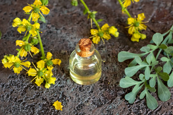 新鮮な開花共通の真を持つエッセンシャルオイルのボトル、またはRuta graveolens植物 - 写真・画像