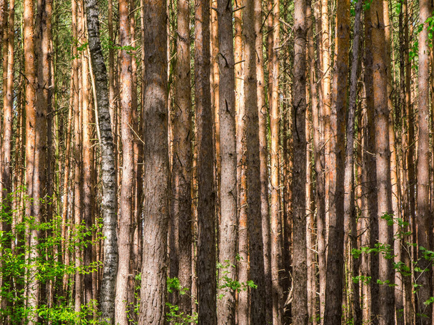Widok wypełniający format w lesie iglastym z gęsto spakowanymi pniami drzew i pojedynczą brzozą w Bawarii / Niemcy. - Zdjęcie, obraz