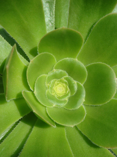 Close-up of Bejeque flower rosette also known as Aeonium canariense, a succulent robust plant native to Canary Islands, growing on hillsides throughout the rocky harsh volcanic soil in Tenerife, Spain - Photo, Image