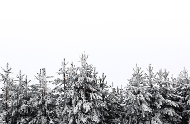 雪に覆われた木々の美しい冬の風景 - 写真・画像
