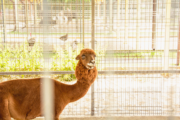 Pequeña hermosa llama bebé se sienta en una jaula - Foto, Imagen