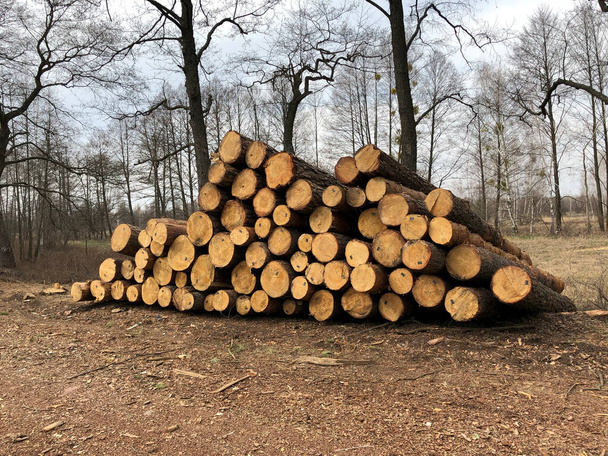 Troncos de madera natural cortados y apilados en pila - Foto, Imagen