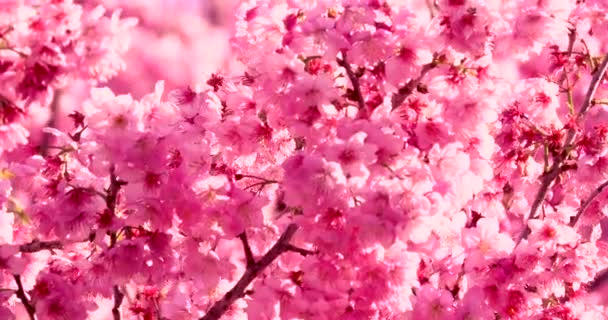Primavera en Taiwán, la temporada de flores de cerezo, flores de cerezo en Wuling Farm - Imágenes, Vídeo