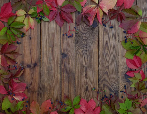 Fundo de outono de folhas vermelhas de uvas selvagens em tábuas de madeira com espaço de cópia. - Foto, Imagem