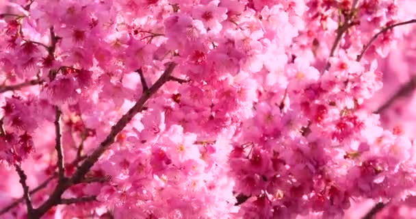 Frühling in Taiwan, Kirschblütenzeit, Kirschblütenzeit auf dem Hof Wuling - Filmmaterial, Video