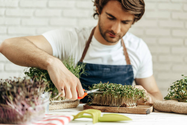 Attractive bearded man farmer taking care of sprouts of microgreens - Fotografie, Obrázek