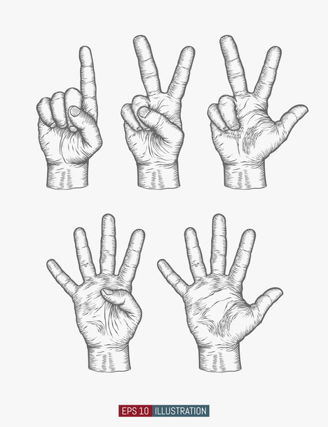 Mãos desenhadas à mão. Um, dois, três, quatro, cinco gestos. Modelo para o seu projeto funciona. Ilustração vetorial de estilo gravado. - Vetor, Imagem
