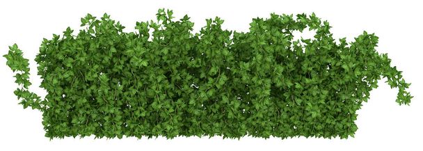 Buisson de lierre vert sur fond blanc rendu 3d. Matériel pour votre créativité - Photo, image