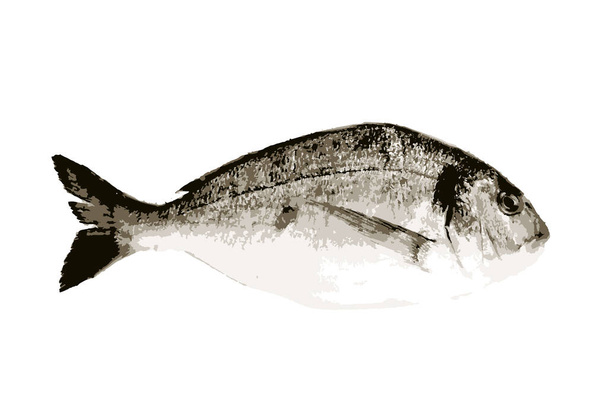 Hammasahvenet valkoisella pohjalla. Tämä Sparidae- tai Bramidae-heimoihin kuuluva suuri kalaryhmä pyydetään yleensä Välimereltä ja Afrikan länsirannikolta. - Valokuva, kuva