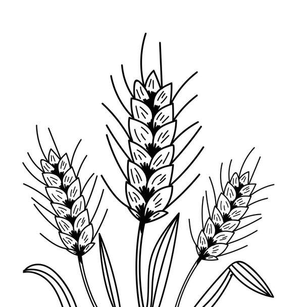 Ручной рисунок пшеничного хлеба уши хлопьев эскиз изолирован на белом фоне. Векторная иллюстрация. - Вектор,изображение
