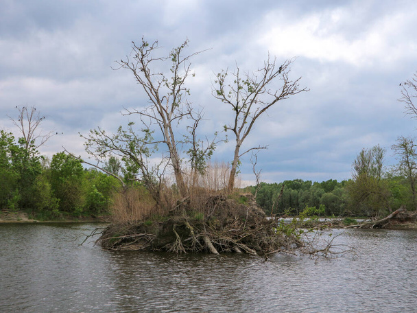 Небольшой речной остров, созданный наводнениями и оползнями в национальном парке Копацки-Рит, в настоящее время является местом гнездования нескольких бакланов, живущих здесь.                         - Фото, изображение