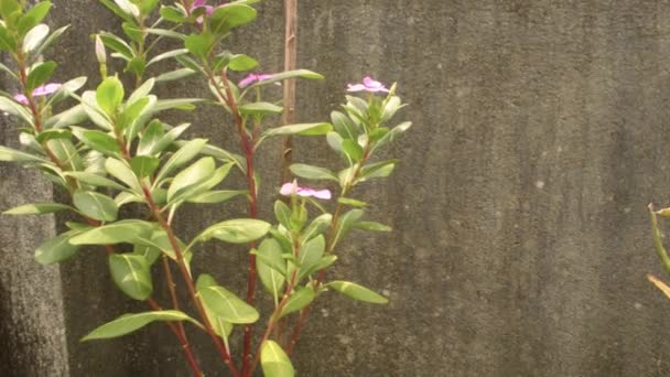 Růžový Periwinkle květina (Vinca Catharanthus roseus) nebo Desert Rose a Mandevilla vinná réva, léčivá plíživý kvetoucí rostlina v měkkém slunečním světle na kamenné zdi. Přírodní jaro rozmazané pozadí bokeh - Záběry, video