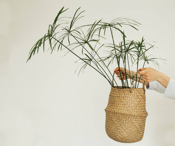 palm tree in a wicker basket on a light background. the basket in his hands - 写真・画像