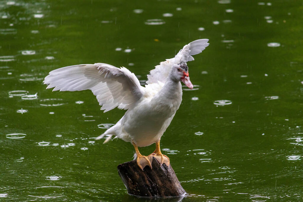 Εμφάνιση άνοιγμα φτερών λευκή πάπια σε ξύλινο πόλο, πράσινα νερά - Φωτογραφία, εικόνα